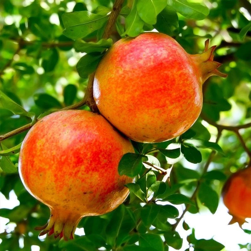 Live Sirenevyi Pomegranate Cuttings – Unrooted Propagation Material for Grafting or Rooting