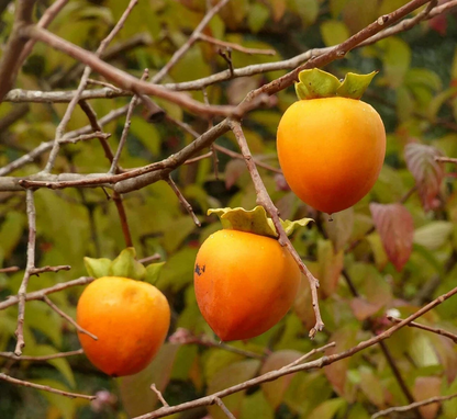 Hachiya Japanese Persimmon Cuttings – 5 Live Diospyros Kaki Branch Cuttings for Grafting or Rooting