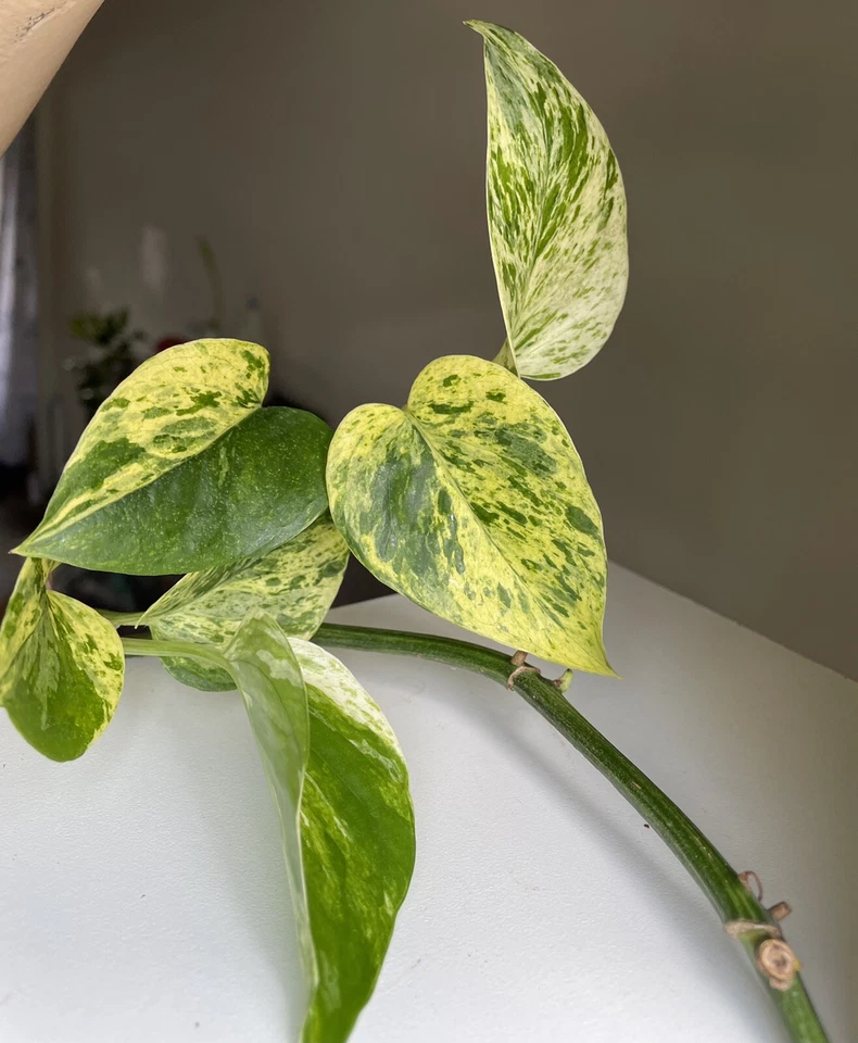 Marble Queen Pothos Cuttings, Unrooted, 3 Leaves, Epipremnum aureum, Trailing Houseplant, Variegated Green and White Foliage