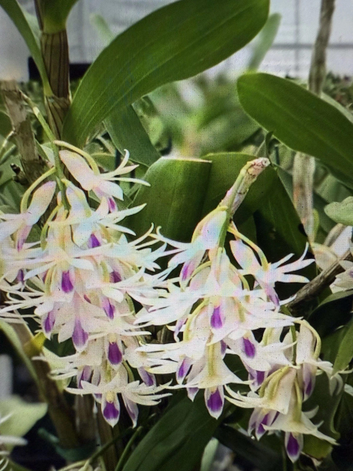 Live Dendrobium amethystoglossum Orchid Cuttings – 5 Short Propagation Pieces for Experienced Growers