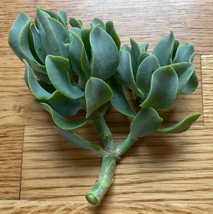 Ripple Wavy Jade Plant Live Succulent – Crassula arborescens undulatifolia 4+ Inch Branched Starter