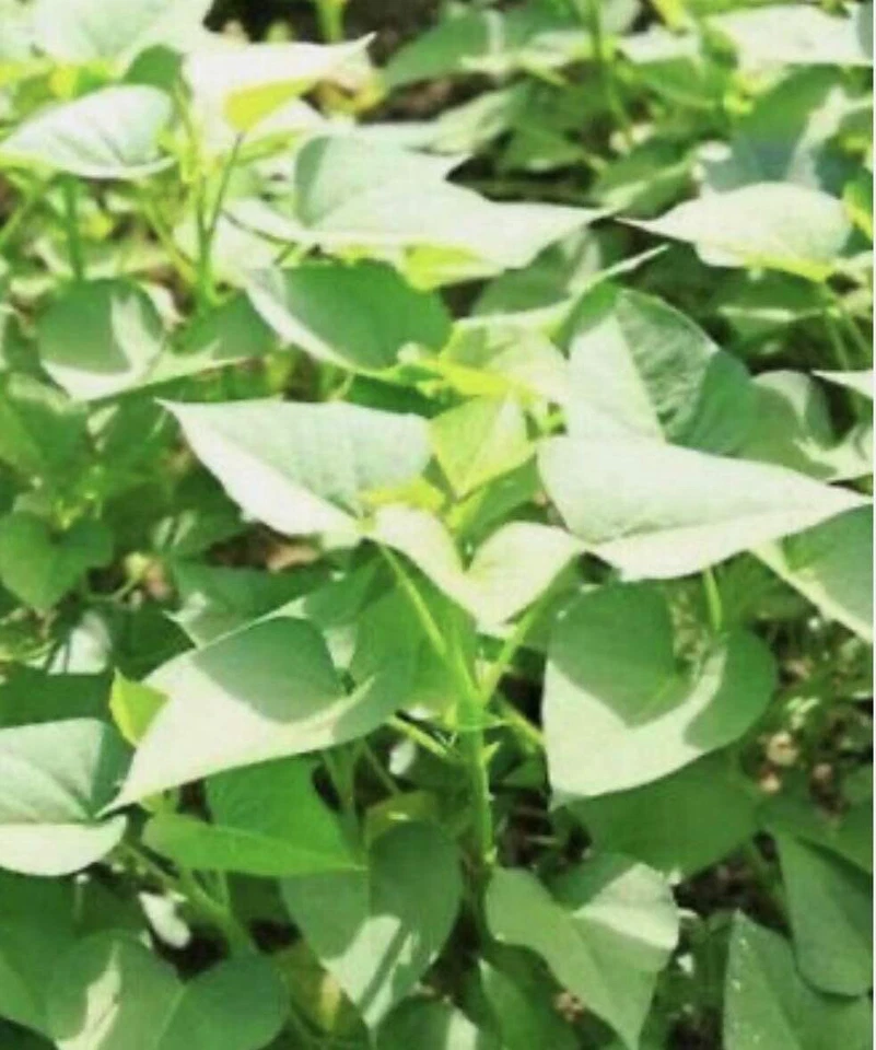 White Sweet Potato Slips Live Cuttings - Ipomoea batatas, White Flesh, Trailing Vine, for Garden Beds & Containers