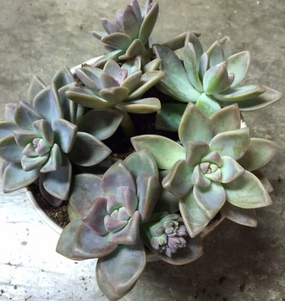 Graptopetalum Paraguayense Ghost Plant Cuttings Set of 6 Succulent Rosette Live Plant for Propagation