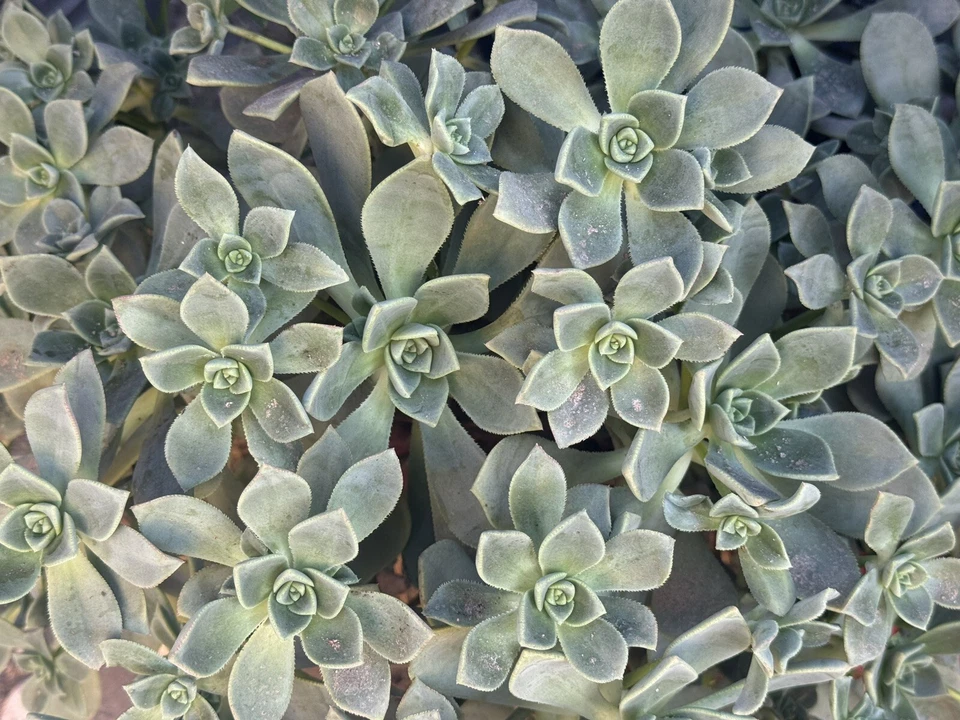 Unrooted Aeonium Haworthii Succulent Cuttings – 4 Pieces for Propagation, Container Growing, Indoor or Outdoor Gardening