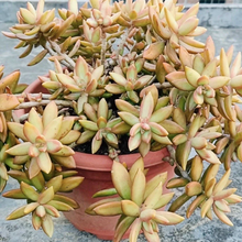 Sedum ‘Firestorm’ Cuttings for Planting – 3 Unrooted Succulent Cuttings, 3–4 Inch Length