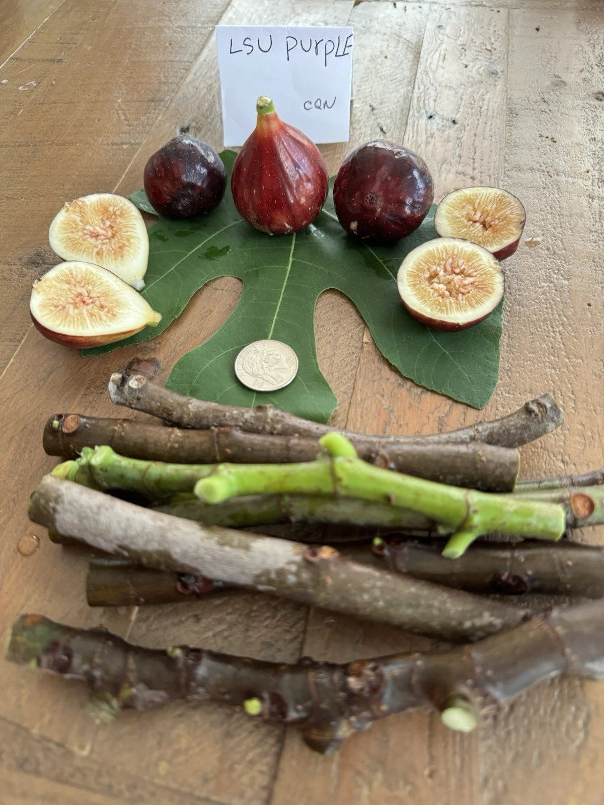 LSU Purple Fig Cuttings – 4 Live Ficus Carica Propagation Cuttings for Planting, Purple-Skinned Fruit, Deciduous Tree