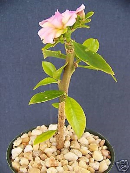 Pereskia grandifolia Live Cactus Plant in 4-Inch Pot, Succulent Caudex Bonsai Style, Ornamental Indoor/Outdoor Plant