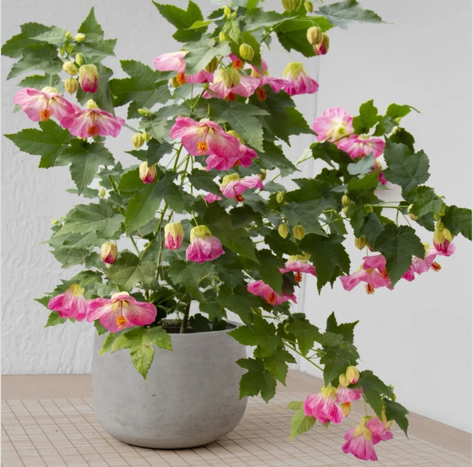 Pink Abutilon Flowering Maple Live Plant – Small Rooted Starter, Pink Bell-Shaped Blooms, Abutilon spp.