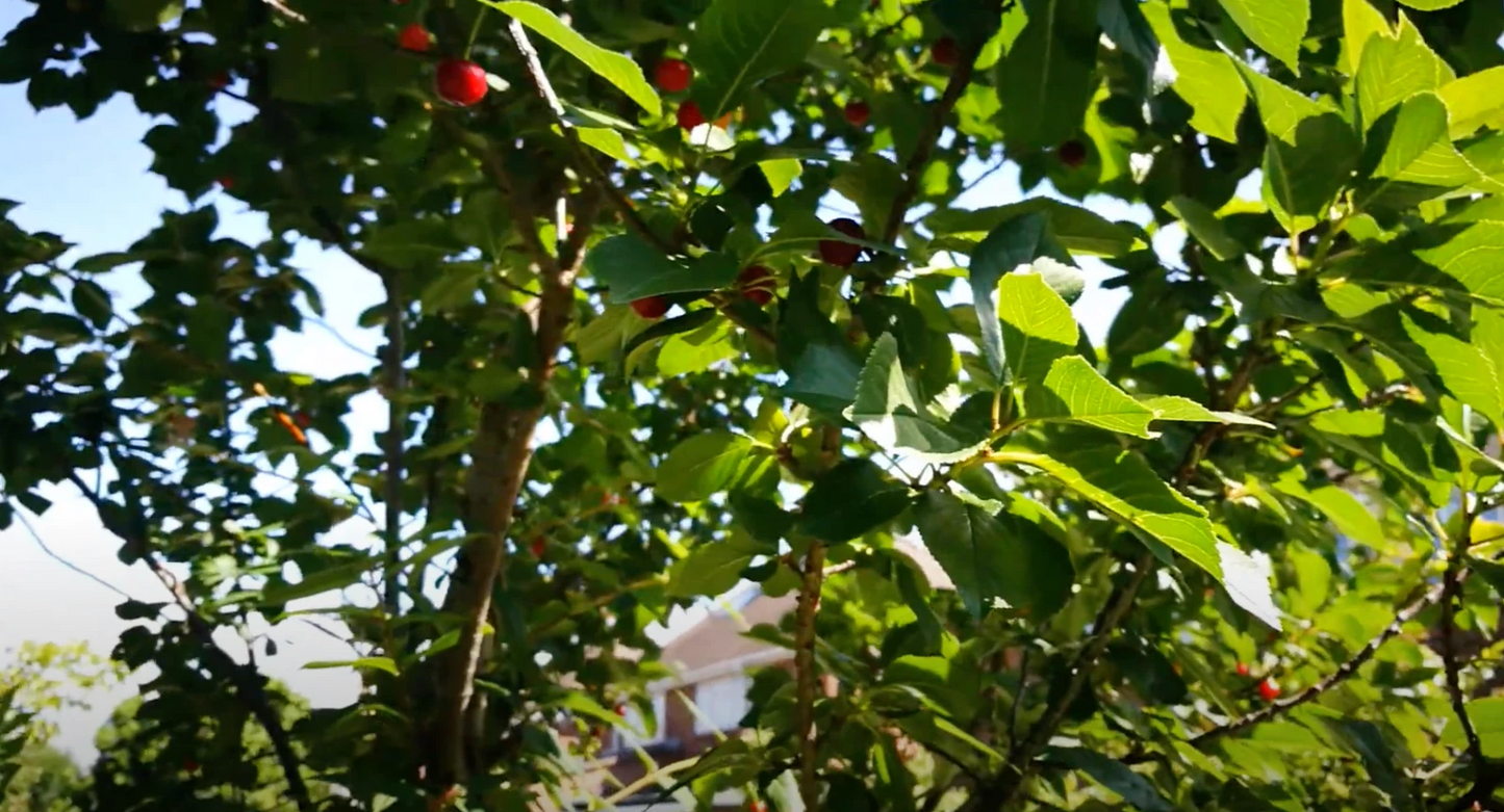 8 Stella Cherry Tree Cuttings – Unrooted 6-8 Inch Prunus avium ‘Stella’ Self-Fruitful Sweet Cherry Propagation