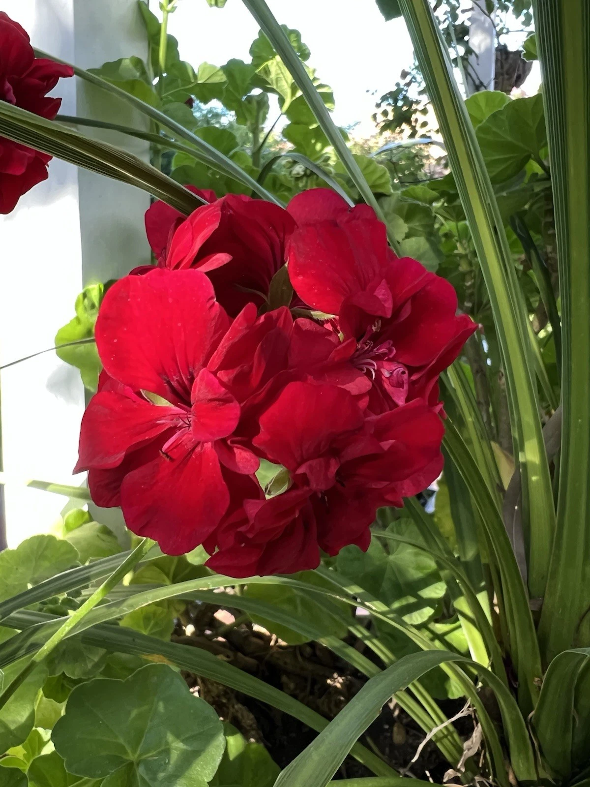 True Red Ivy Geranium Cuttings – 5 Pelargonium peltatum Trailing Red Geraniums for Hanging Baskets & Containers