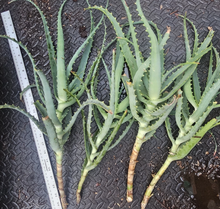 Aloe arborescens Cuttings – 4 Fresh Live Succulent Starts, Easy-Rooting Tree Aloe for Containers & Outdoor Gardens