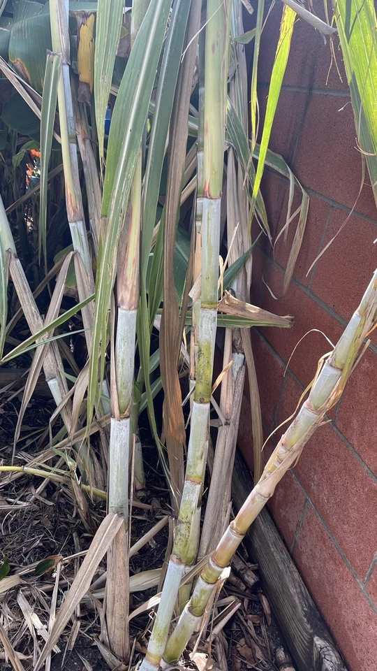 Organic Sugarcane Live Plants – 4 Germinated Tropical Cane Starts Saccharum officinarum for Garden or Container Planting