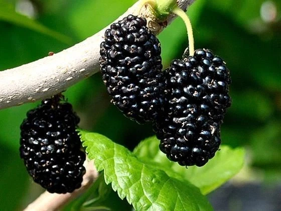 Shangri-La Mulberry Scions – 12 Live Cuttings for Grafting, Fruit Tree Propagation, Morus spp.