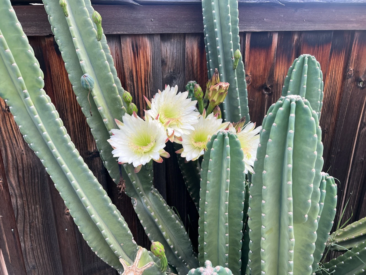 Senita Peruvianus Cactus Cutting – 12 Inch Night Blooming Succulent, Unrooted Pachycereus spp. Columnar Plant for Outdoor or Container Growing