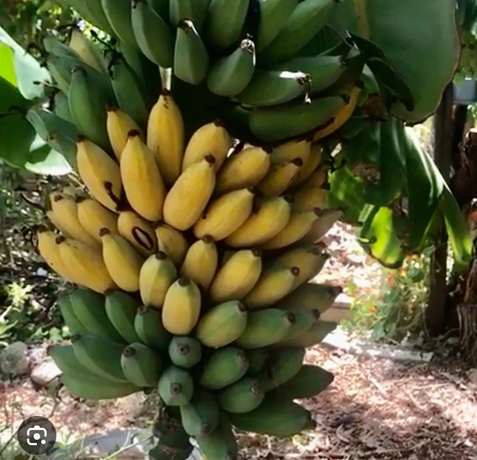 Gold Finger Banana Plant – Live Musa ‘Goldfinger’ Starter Tree, Small Tropical Fruit Plant, Easy Indoor or Outdoor Container Growing