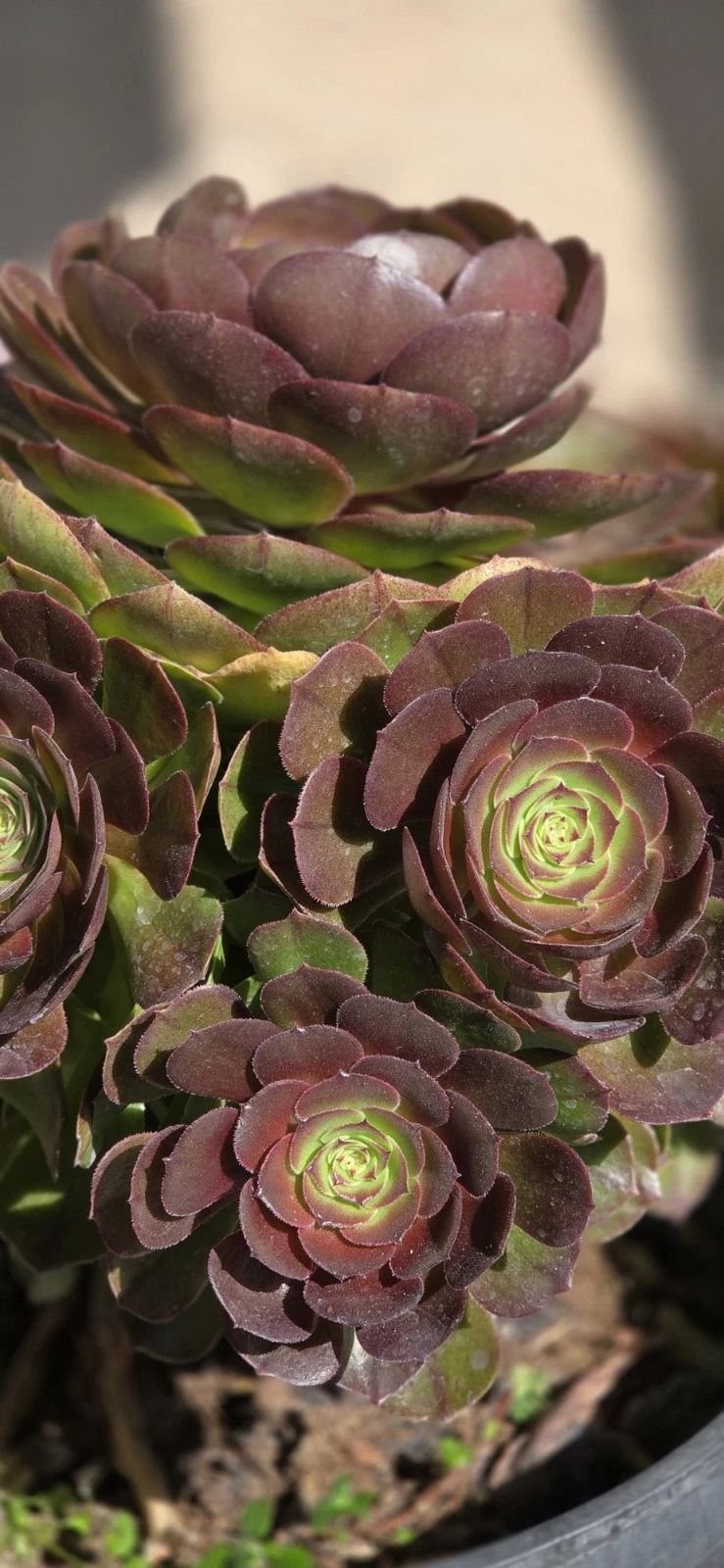 Aeonium Halloween Succulent Cutting – Unrooted Rosette Plant for Indoor & Outdoor Gardening