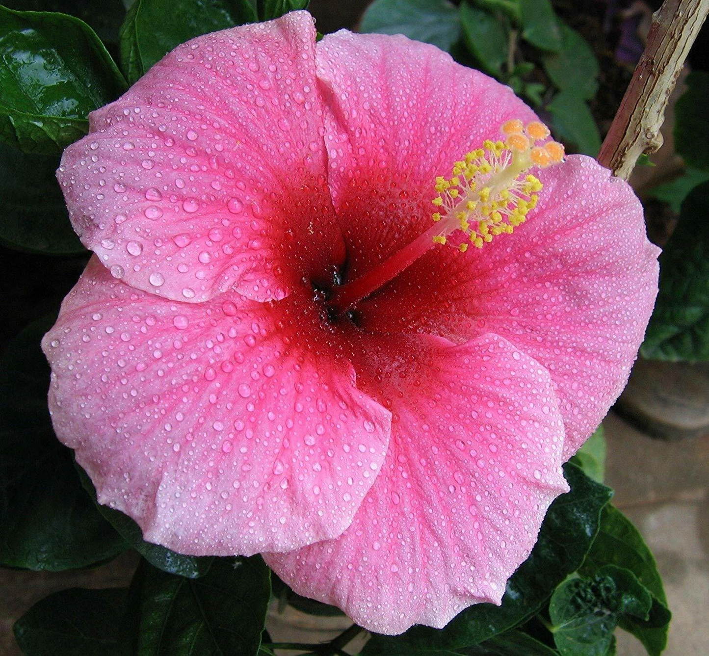 Hawaiian Pink Hibiscus Cutting – 2-4 Inch Unrooted Hibiscus rosa-sinensis for Propagation