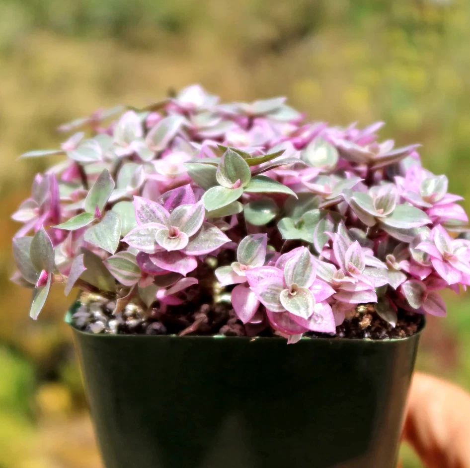 Callisia Repens Pink Lady Live Plant in 2" Pot – Variegated Trailing Succulent with Pink, Green & Cream Foliage