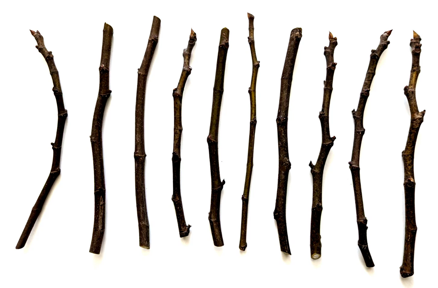 Unrooted Chicago Hardy Fig Tree Cuttings – 10 Hardwood Propagation Cuttings, 9–10 Inches, Ficus carica ‘Chicago Hardy’