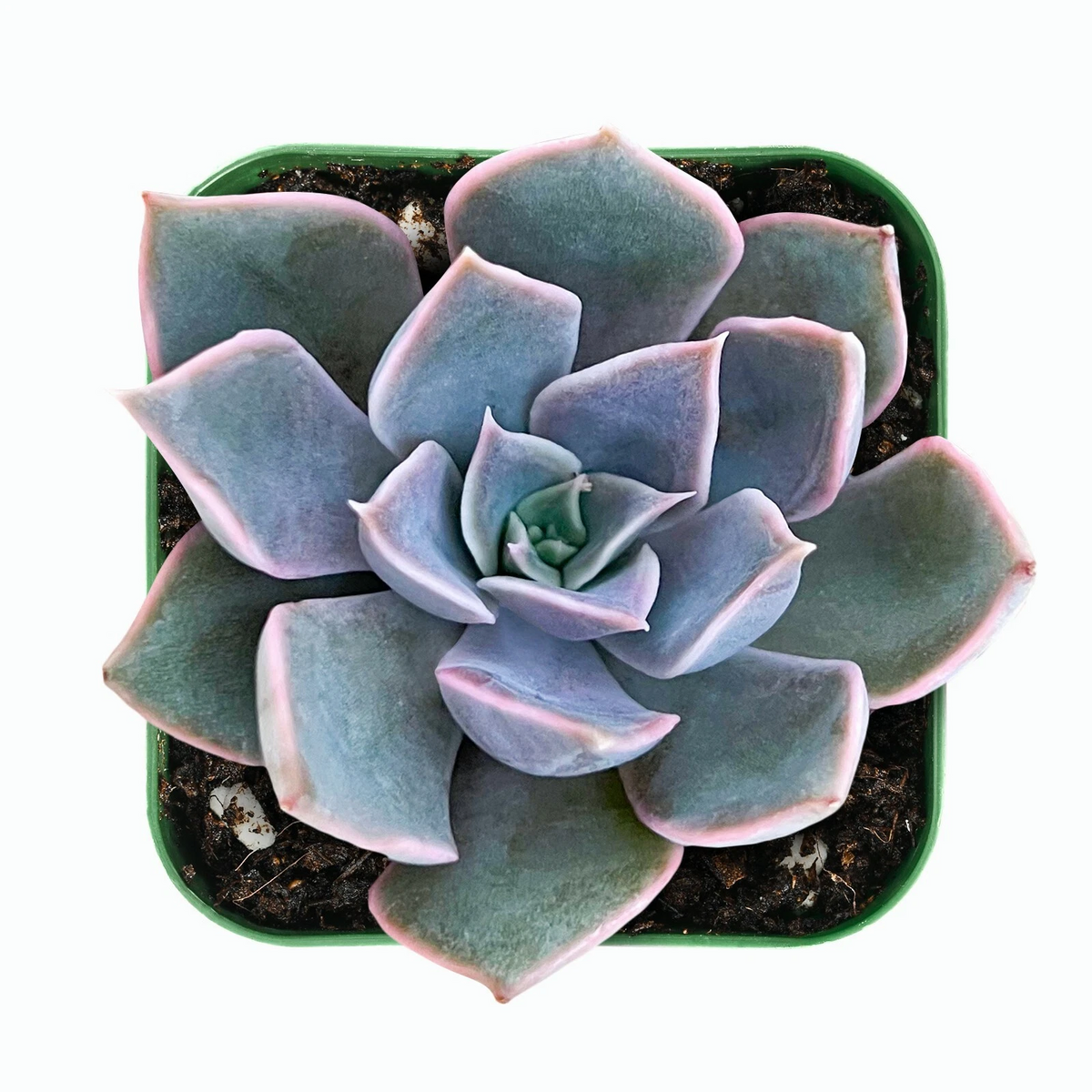 Echeveria Mensa Succulent – Live Rooted Plant in 2-Inch Pot – Rare Rosette Succulent for Indoor & Outdoor Gardens