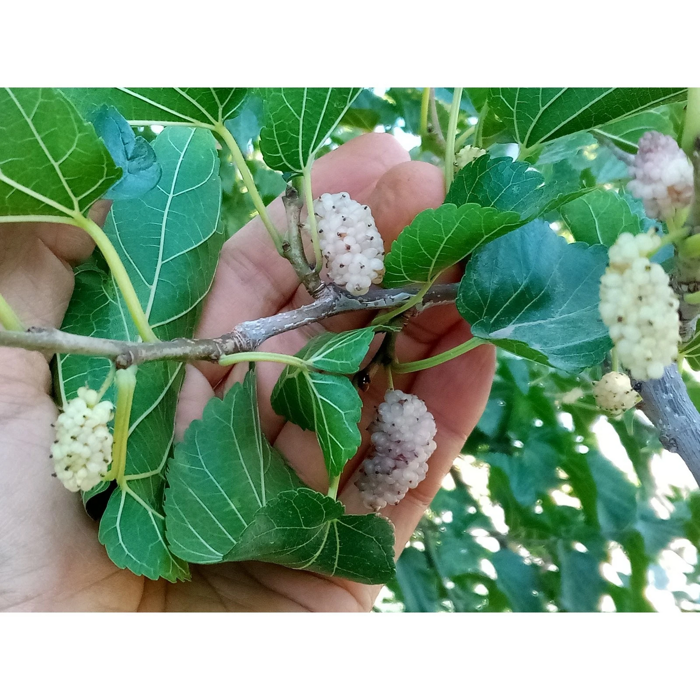 White Mulberry Cuttings – 10 Morus alba Grafting & Rooting Stock for High-Brix Fruit, Edible Landscaping, Home Orchard