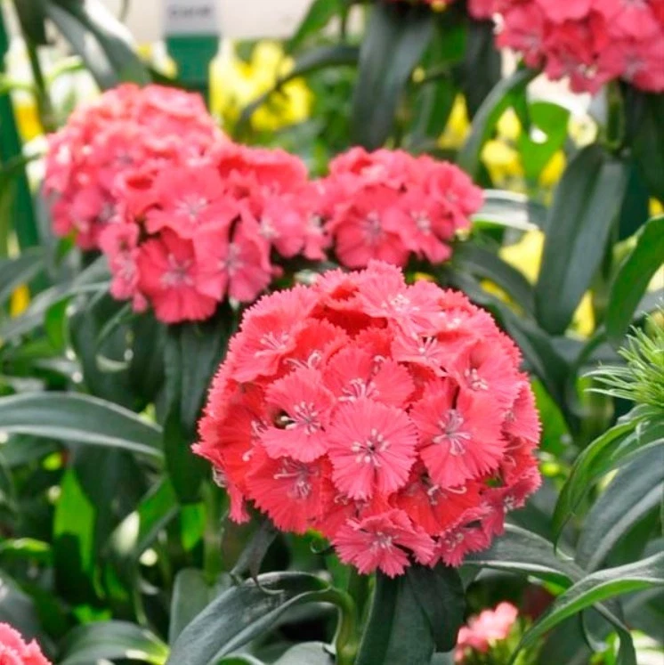 Dianthus Sweet Coral Live Plug Plants – Set of 2, Coral Pink Flowering Perennials for Garden Beds & Containers