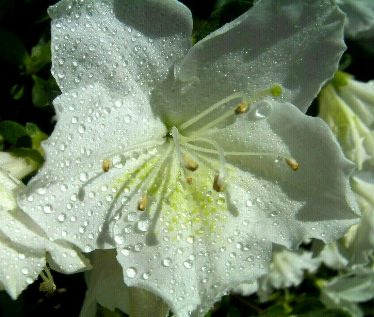White Azalea Cuttings – 7 Unrooted Rhododendron spp. for Propagation, Large White Flowers, Bushy, Partial Shade