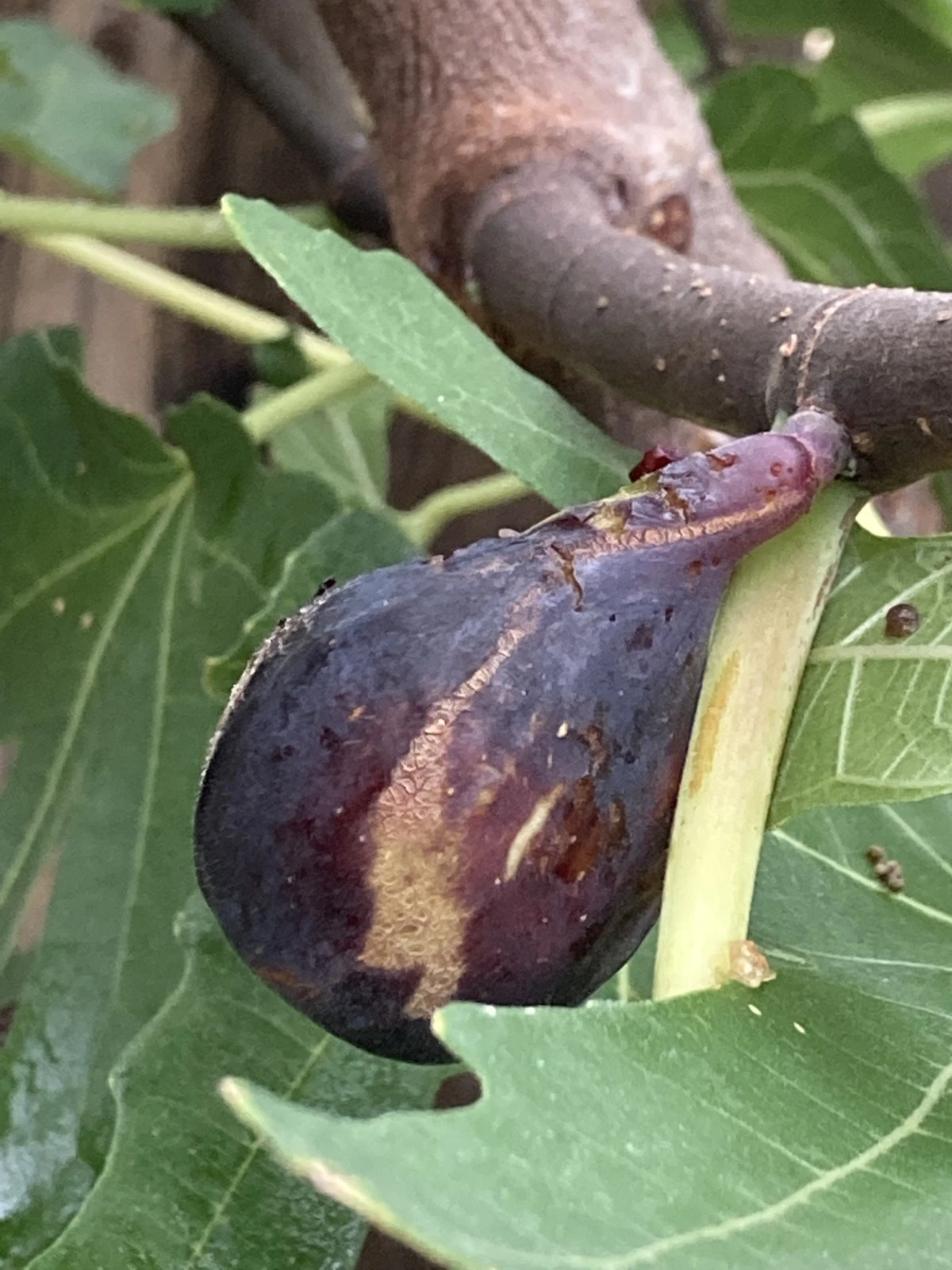 Black Jack Fig Cuttings – 10 Unrooted Greek Isles Ficus carica Scions for Propagation, Dark Purple Figs, Fruit Tree, Live Wood