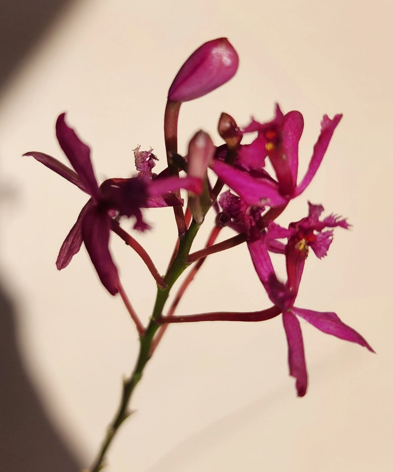 Epidendrum Radicans Fire Star Orchid – Purple Lavender Bloom – Rooted Keiki Starter Plant