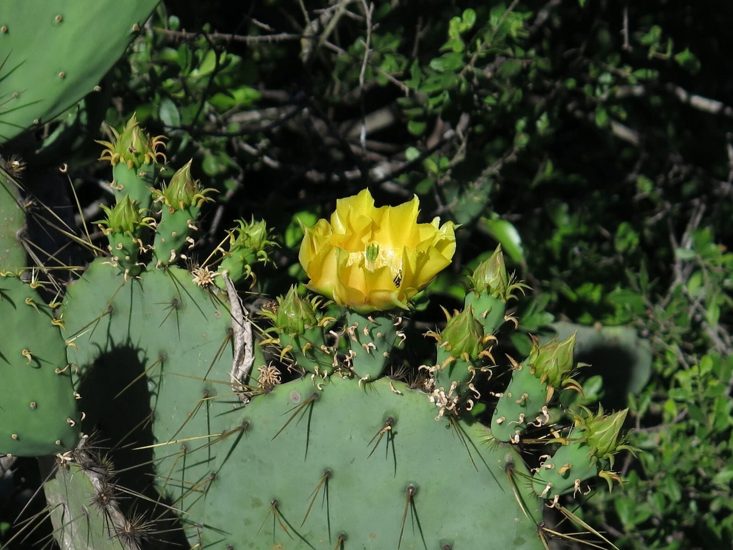 Engelmann's Prickly Pear Cactus Cutting – Opuntia engelmannii Live Unrooted Cactus Pad for Propagation