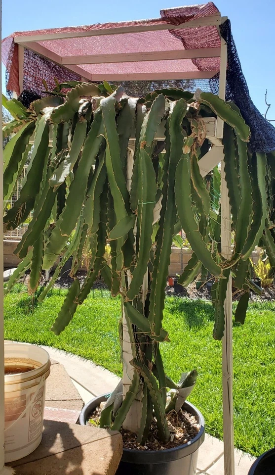 Robles Red Dragon Fruit Cutting – 8-10 Inches Live Pitaya Hylocereus Selenicereus Climbing Cactus