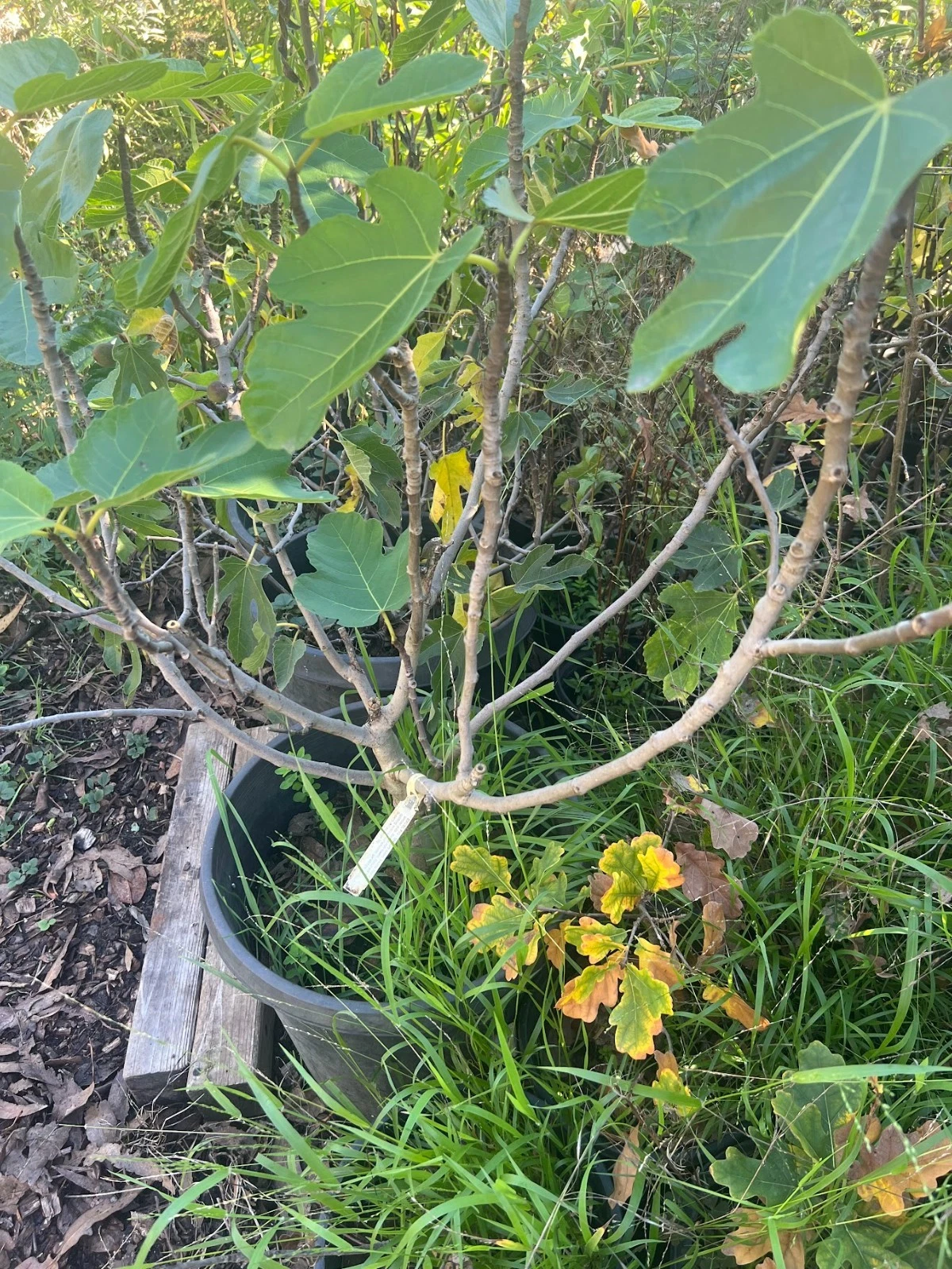 Excel Fig Tree Cuttings – 3 Fresh Ficus carica ‘Excel’ Propagation Cuttings for Rooting and Garden Expansion