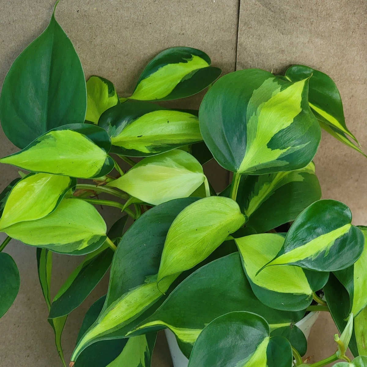 Philodendron Brasil Live Plant – 3-Inch Pot, Variegated Green & Lime-Yellow Foliage, Indoor Trailing Vine, Easy-Care Houseplant