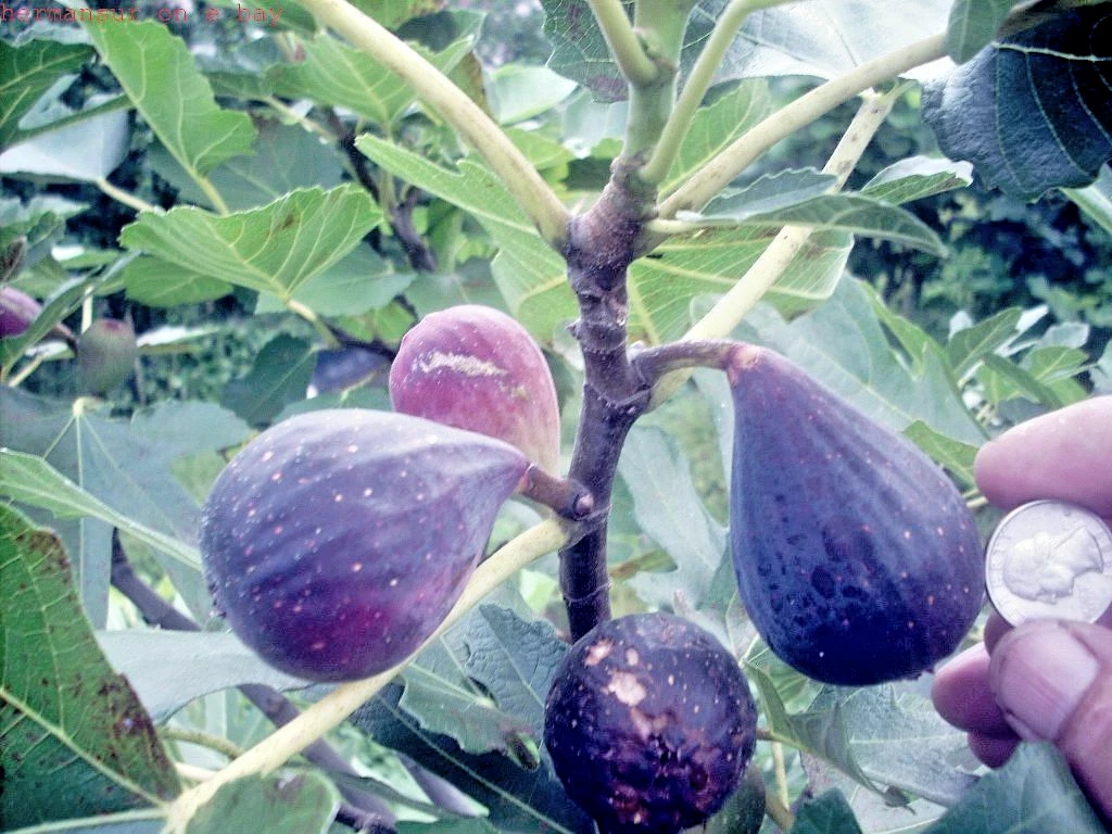 Nero 600M Fig Tree Cuttings – 25 Hardwood Stems for Rooting, Cold Hardy, Fruitful Ficus carica Propagation