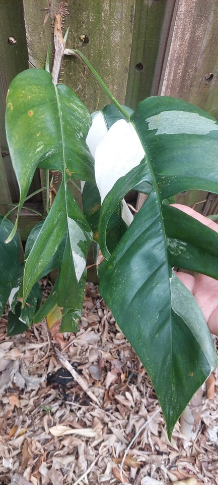 Epipremnum Pinnatum Marble Variegated Live Cutting – Indoor Climbing Vine with White-Green Marbled Foliage