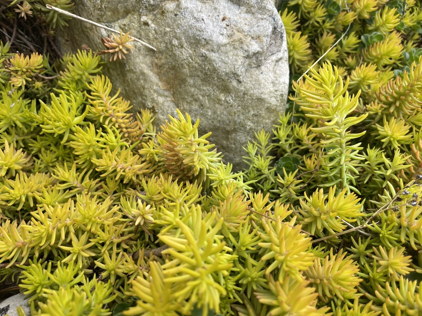 Sedum Angelina Cuttings – 10 Live Unrooted Stonecrop Ground Cover Plants, Yellow Green Foliage, Succulent Propagation