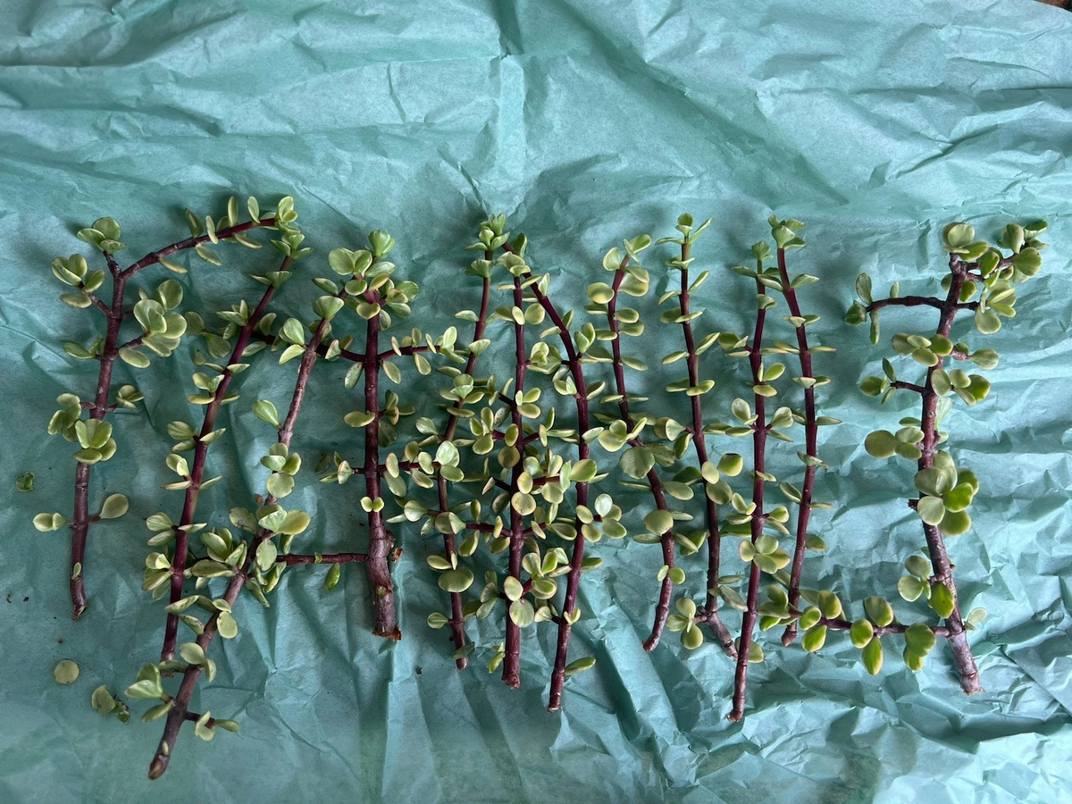 Variegated Elephant Bush Cuttings - 12 Unrooted Rainbow Succulent for Propagation, Variegated Portulacaria afra, Indoor & Outdoor Plant