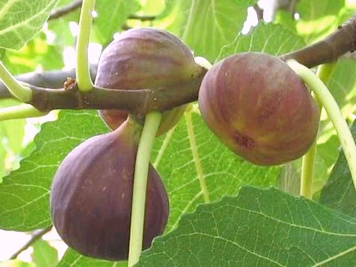 Brown Turkey Fig Cuttings – 3 Live Ficus carica Extra-Large Rooting Wood for Fruit Tree Propagation