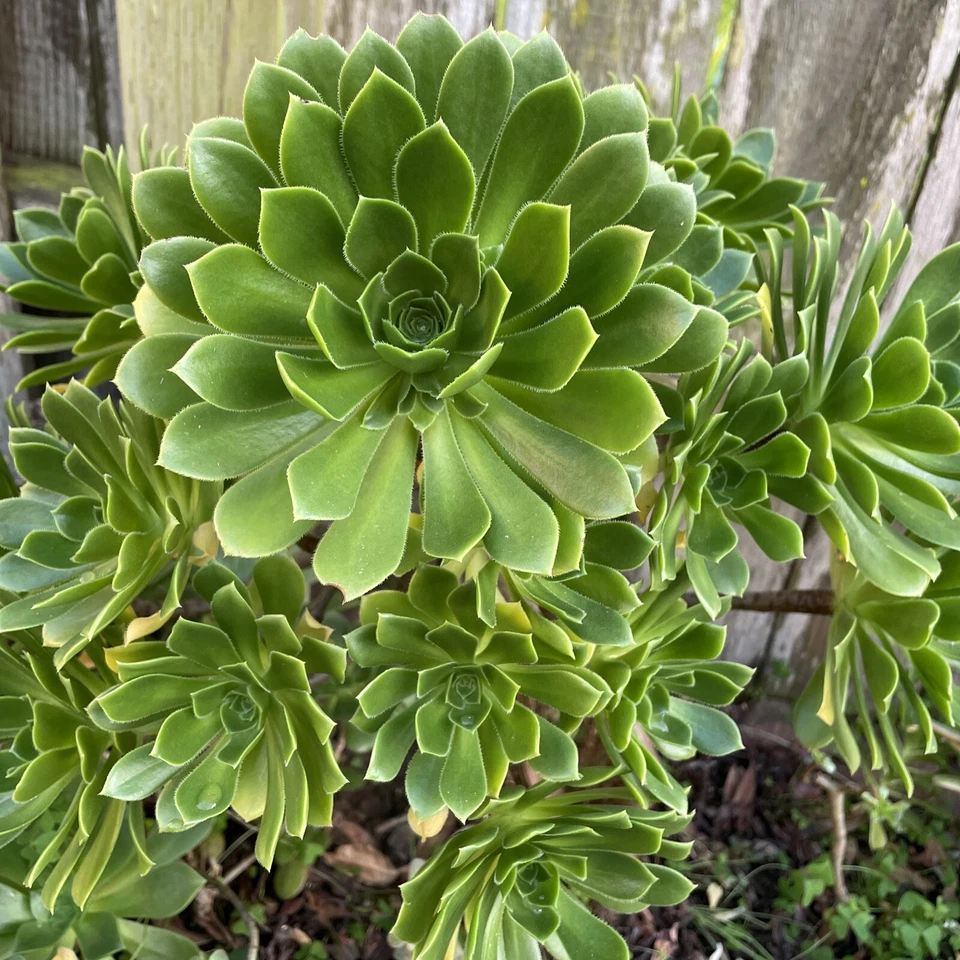 Green Aeonium Succulent Cuttings – 20 Live Rooting Propagation Plants, Vibrant Green Aeonium Species