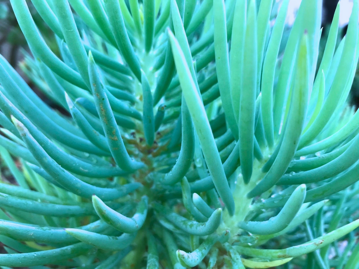 Succulent Cuttings - Senecio vitalis Blue Serpents Chalk Fingers - 3 Live Succulent Sticks