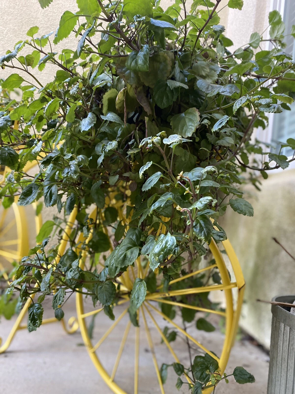 Unrooted Swedish Ivy Cuttings for Propagation – 10 Plectranthus verticillatus Trailing Houseplant, Organic Indoor Plant Cuttings