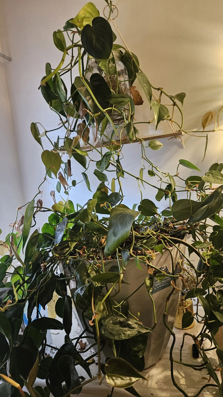 Live Pothos Plant Cuttings, Epipremnum aureum, Trailing Houseplant for Indoor Propagation
