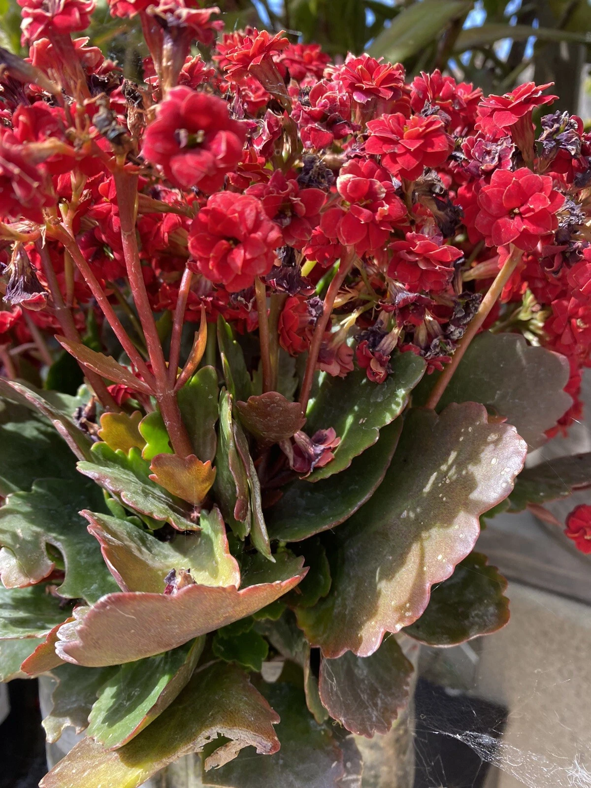 Red Kalanchoe Blossfeldiana Succulent Cuttings – Set of 2, Flowering Succulent for Propagation, Unrooted, Bright Red Blooms