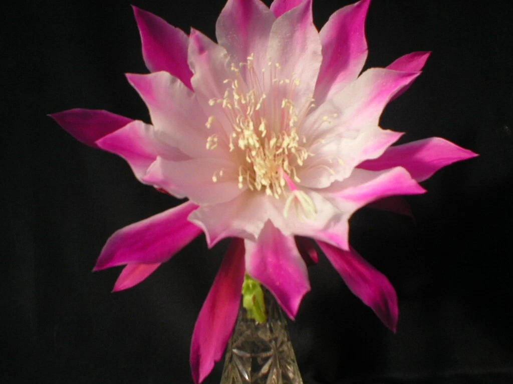 Epiphyllum Bumpkin Orchid Cactus Cuttings – Unrooted Stem Segments for Propagation, Indoor Hanging Basket Plant