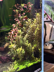 Live Aquatic Plant Cuttings – 10+ Rotala rotundifolia Stem Plants for Aquarium Aquascaping