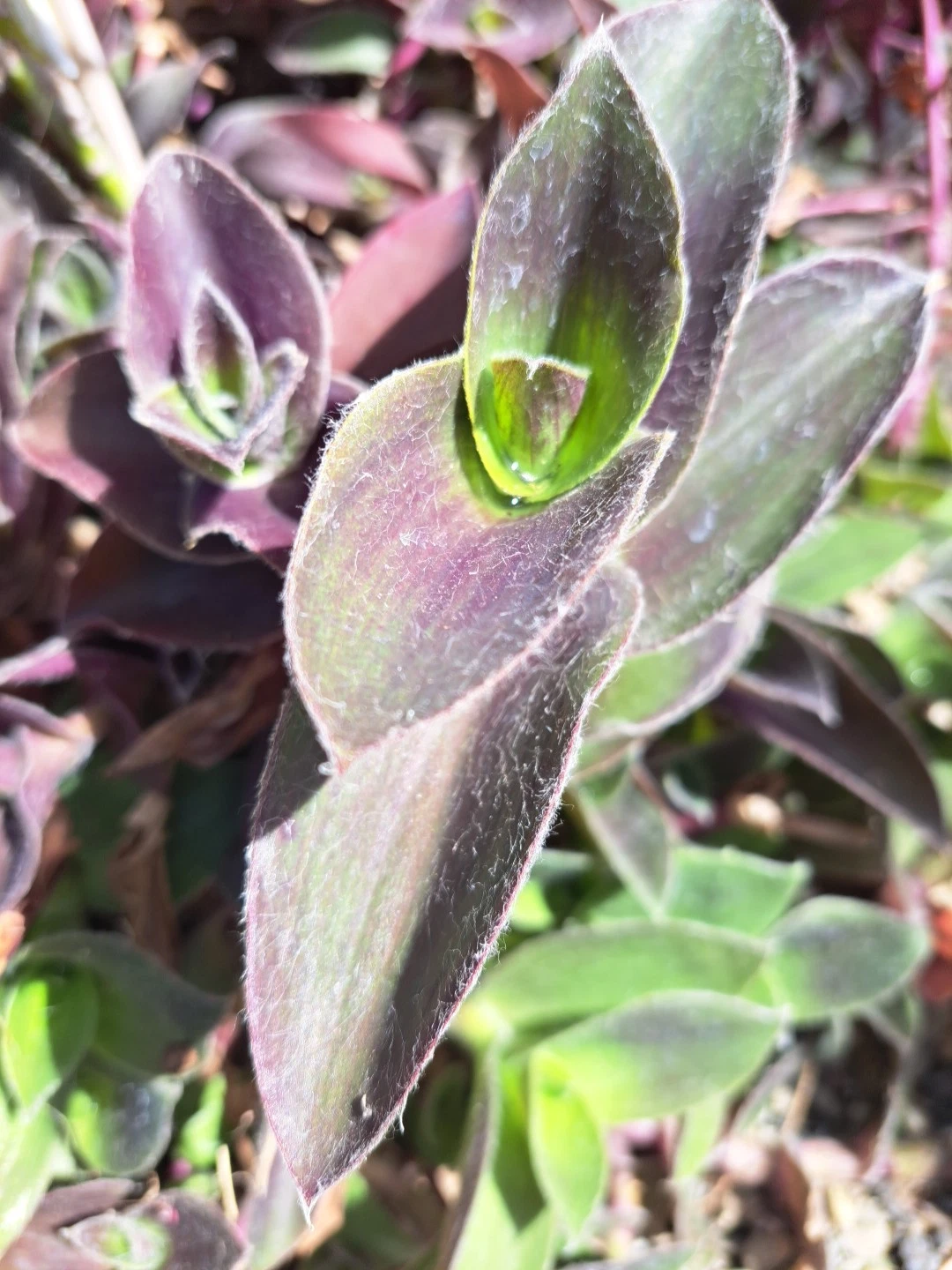 Purple Queen Tradescantia Cuttings – 10 Unrooted Purple Heart Plants with Fuzzy Purple Foliage, Trailing Ornamental Plant, Tradescantia pallida
