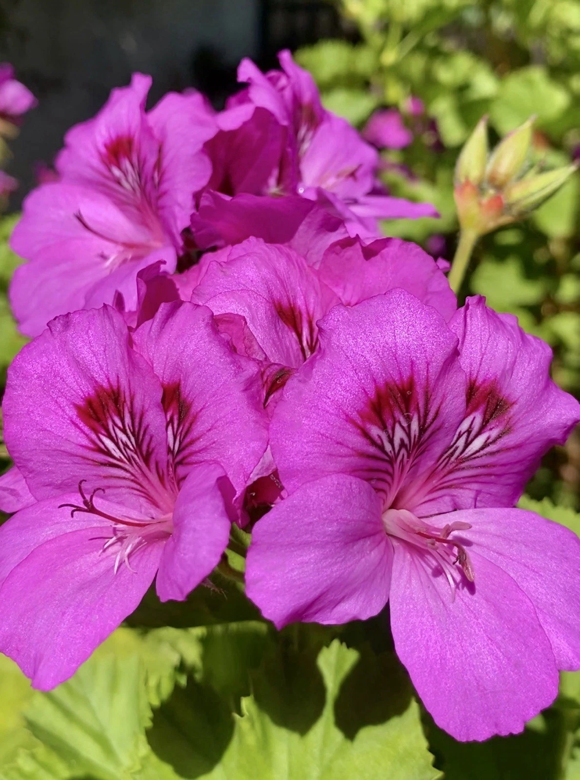 Pink Purple Geranium Cuttings – 5 Unrooted Pelargonium Stem Propagation Plants