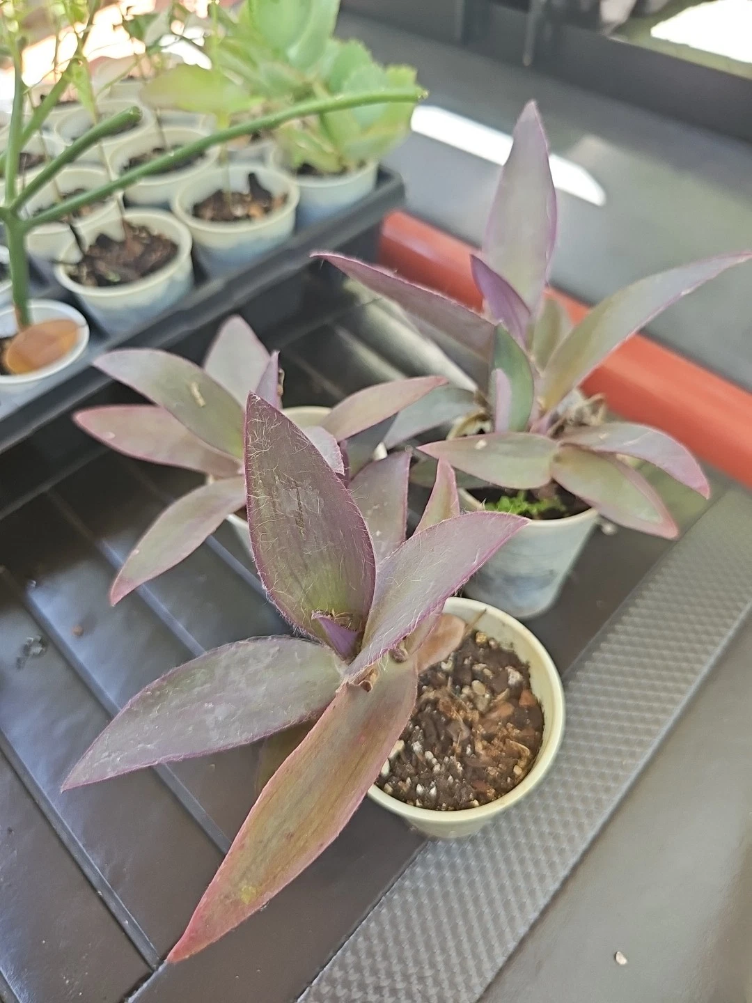 Purple Heart Plant Live Starter – Tradescantia pallida, Vibrant Purple Foliage, Indoor Houseplant or Outdoor Groundcover