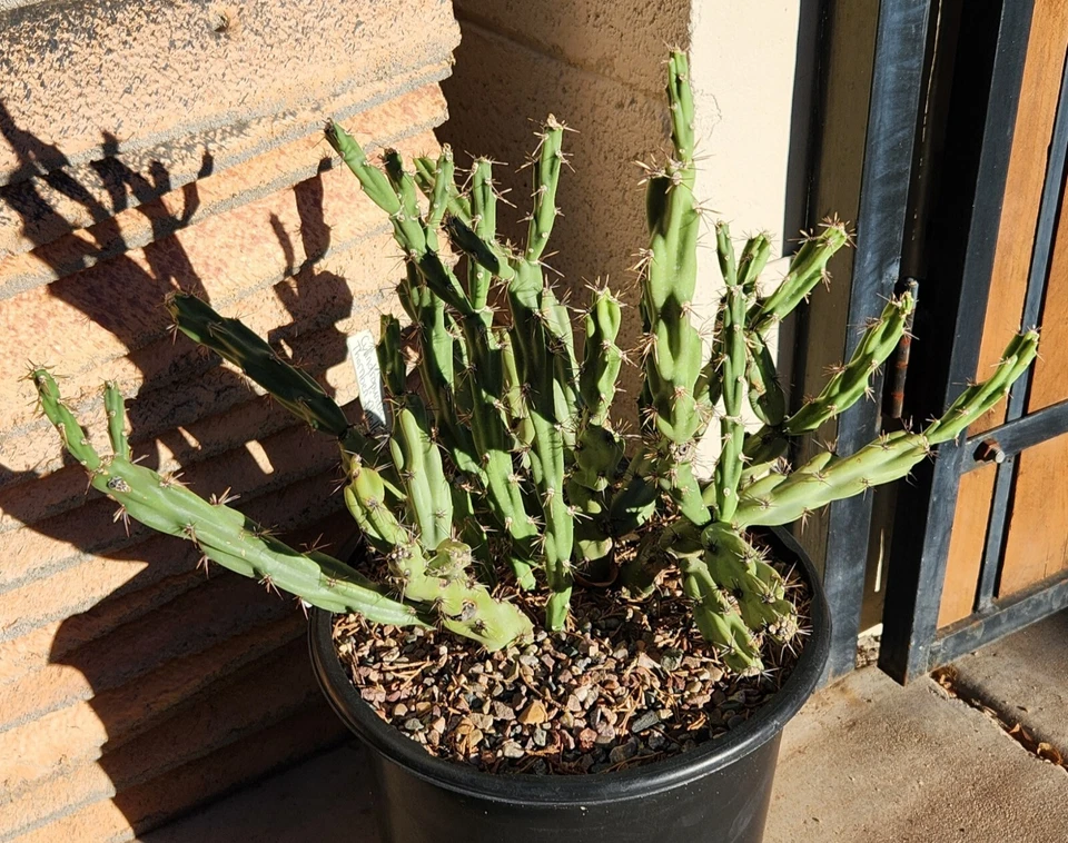 Live Cactus Cutting - Cylindropuntia acanthocarpa var. thornberi - Thornberi Cholla for Desert Gardens & Xeriscape