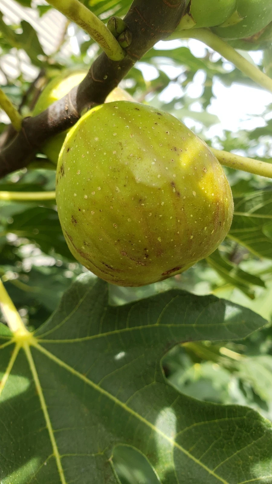 Fig Tree Cuttings – 5 Unrooted Ficus carica Live Starter Wood for Rooting, Edible Fruit, Easy Propagation, Multiple Varieties